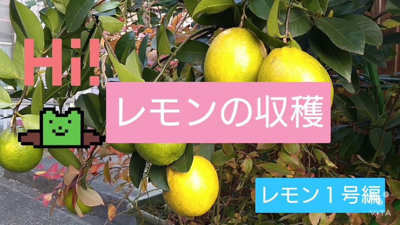 レモンの収穫 Youtube