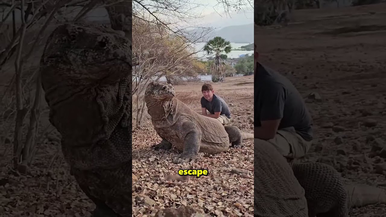 How To Easily Escape From A Komodo Dragon 