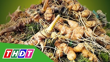 Nghề sâm Ngọc Linh là Di sản văn hóa phi vật thể quốc gia | THDT