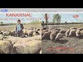 Kanarinac - YouTube