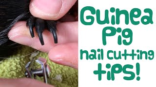 Guinea Pig NAIL CUTTING TIPS - Making Nail Trimming Easier - Guinea Piggles