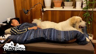 お父さんのベッドに上って眠ってしまったアランです　Great Pyrenees　グレートピレニーズ