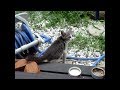 #65 野良猫だったビビ - Bibi's childhood -