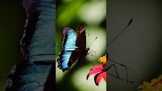 Butterfly’s Gentle Descent 🦋 | Slow-Mo Landing on Flower