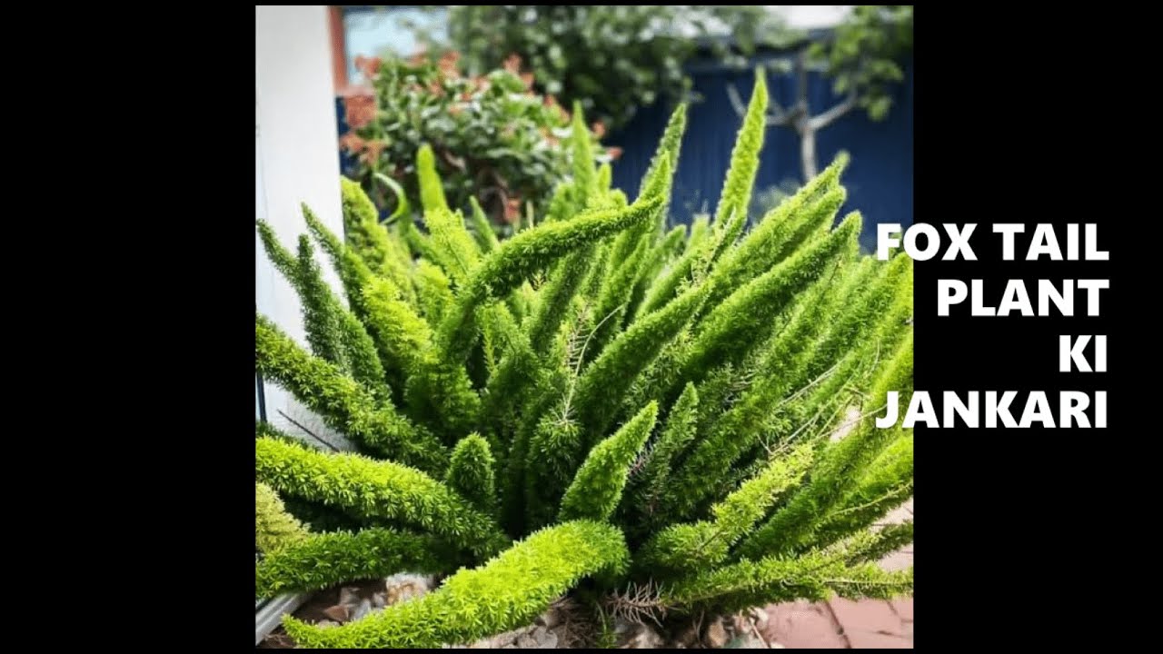 Asparagus Meyeri Care / Fertilizer YouTube