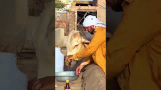viral 👑Kamran Qureshi 👑 viral 😇 viral ❤️ #unfrezzmyaccount #viralvideo #fyp #foryou #foryoupage