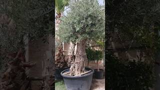 Acebuche Mallorquín: El Olivo Silvestre de Nuestra Tierra