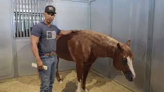 Download Lagu ULCERS IN HORSES AND HOW TO TREAT THEM MP3