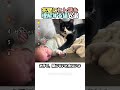 人間の言葉が分かる猫たちがすごい #海外 #動物 #funnyanimals