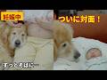 【感動】妊娠中から生まれるまで、赤ちゃんをずっと見守り続けたゴールデンレトリバーの愛が深すぎた