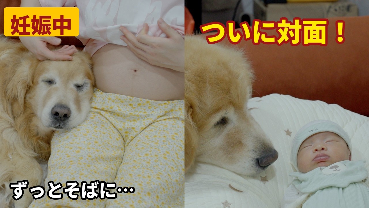 【感動】妊娠中から生まれるまで、赤ちゃんをずっと見守り続けたゴールデンレトリバーの愛が深すぎた