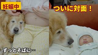 【感動】妊娠中から生まれるまで、赤ちゃんをずっと見守り続けたゴールデンレトリバーの愛が深すぎた