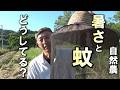 【自然農】「暑さ」と「蚊」の対策法　2026年6月3日【natural farming】