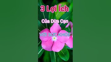 3 Lợi Ích Bất Ngờ Của Dừa Cạn Có Thể Bạn Chưa Biết #dinhduong #health #suckhoe