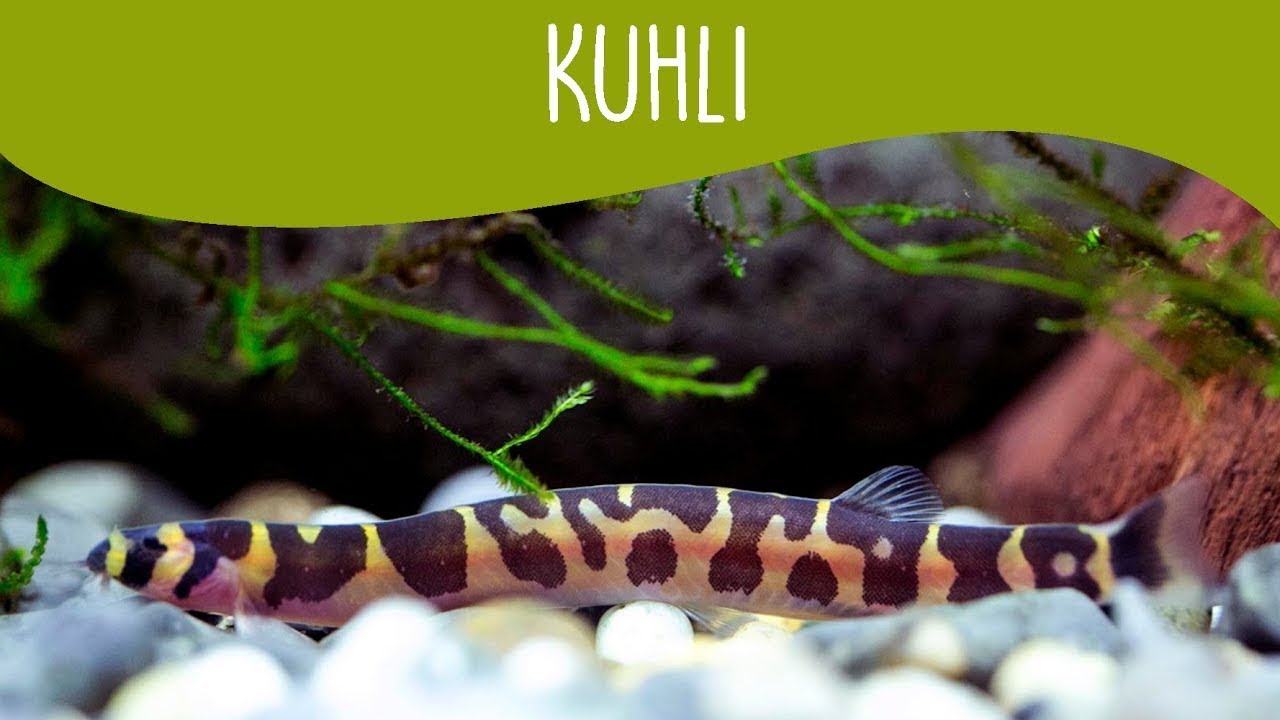 How to create Cobrinha Kuhli fish in an aquarium 