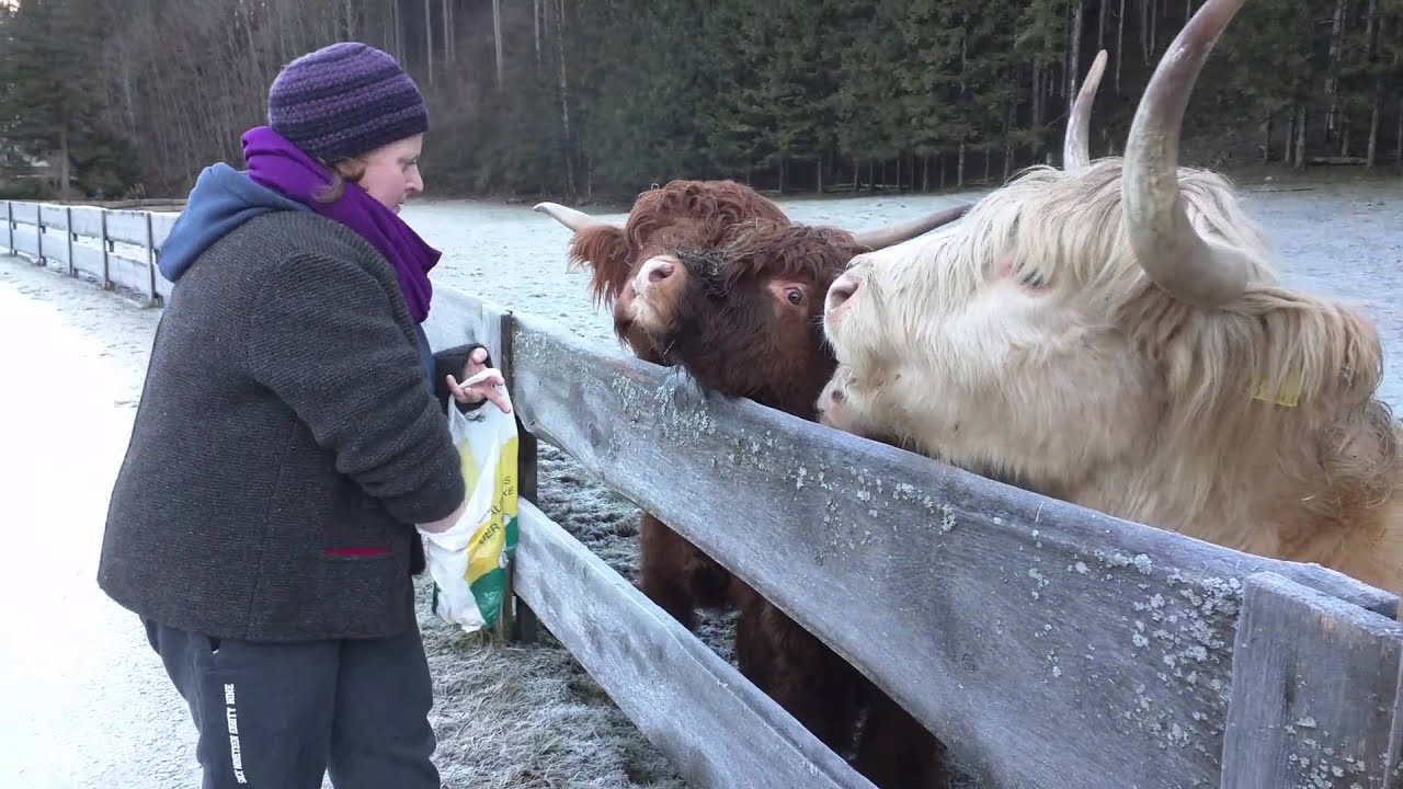 Feeding Scottish Highland Cattle YouTube