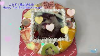 こむぎ１歳の誕生日　Happy 1st Birthday,komugi!
