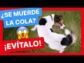 ¿POR QUÉ MI PERRO SE PERSIGUE LA COLA? 😰 ► ¿Puede tener una ESTEREOTIPIA? ⛔️