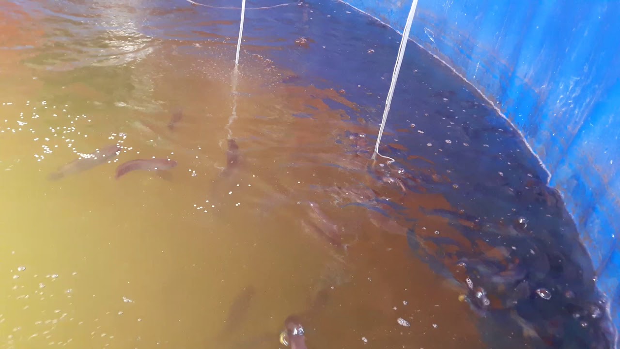 Biofloc fish farming first harvest YouTube