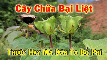 Cây tai mèo, dân ta thờ ơ loài cây mọc hoang này, ai ngờ là cứu tinh chữa bại liệt | THAODUOC.NET