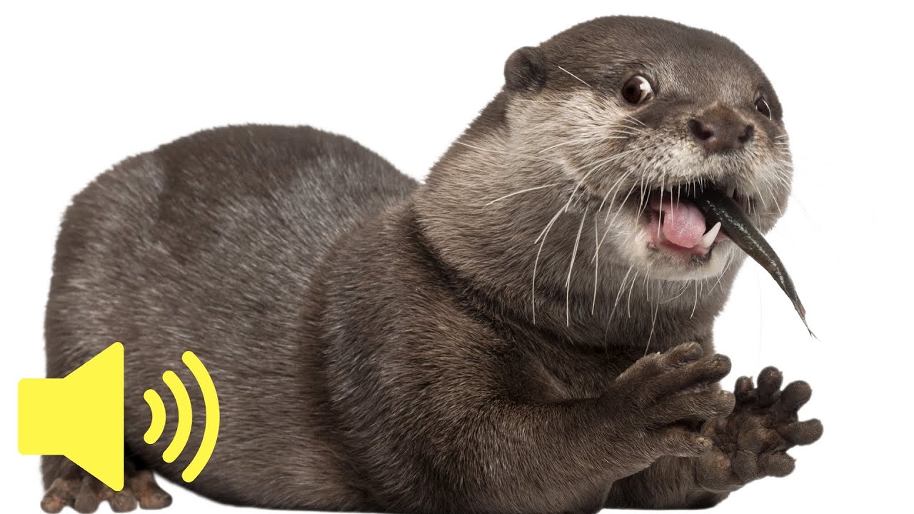 What does an Otter sound like? Cute Animal Sounds YouTube