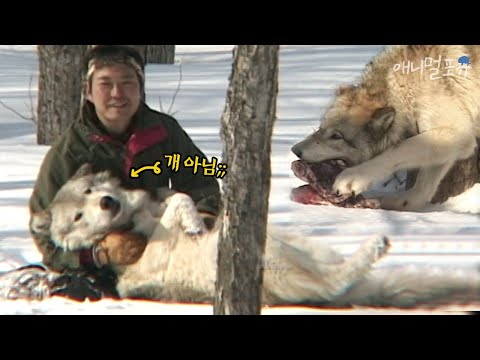 아저씨가 부르면 오는 늑대들!! 야생성을 갖고 있지만 아저씨 앞에서는 무장해제 ㅋㅋ｜KBS주주클럽 030217 방송