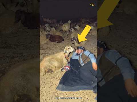 كيف ينام راعي الغنم ليلا مع اغنامه