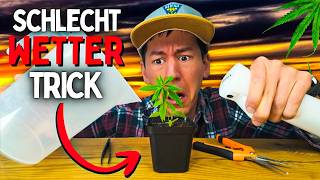 Bad weather, no sun? 😵 How to force your plant to grow!