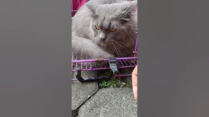 Video 11858871: funny cats kucing pet, cat dance funny pets, cat bath, cat grooming, grey cat, pet games, cat house