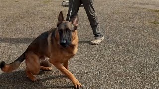 AGGRESSIVE MALINOIS / helping reactivity in one session