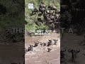 Safari Tanzania Gorilla Encounter Uganda A Wilderness Adventure 