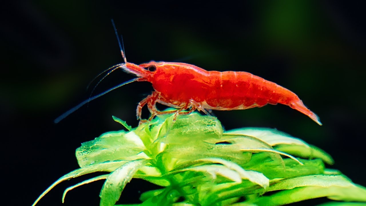7 Facts About Aquarium Shrimp That Will Surprise You YouTube