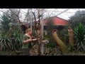 Watch beautiful and noisy Rainbow Lorikeets (parrots) being fed! (Lori papegaaien)