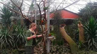 Watch beautiful and noisy Rainbow Lorikeets (parrots) being fed! (Lori papegaaien)