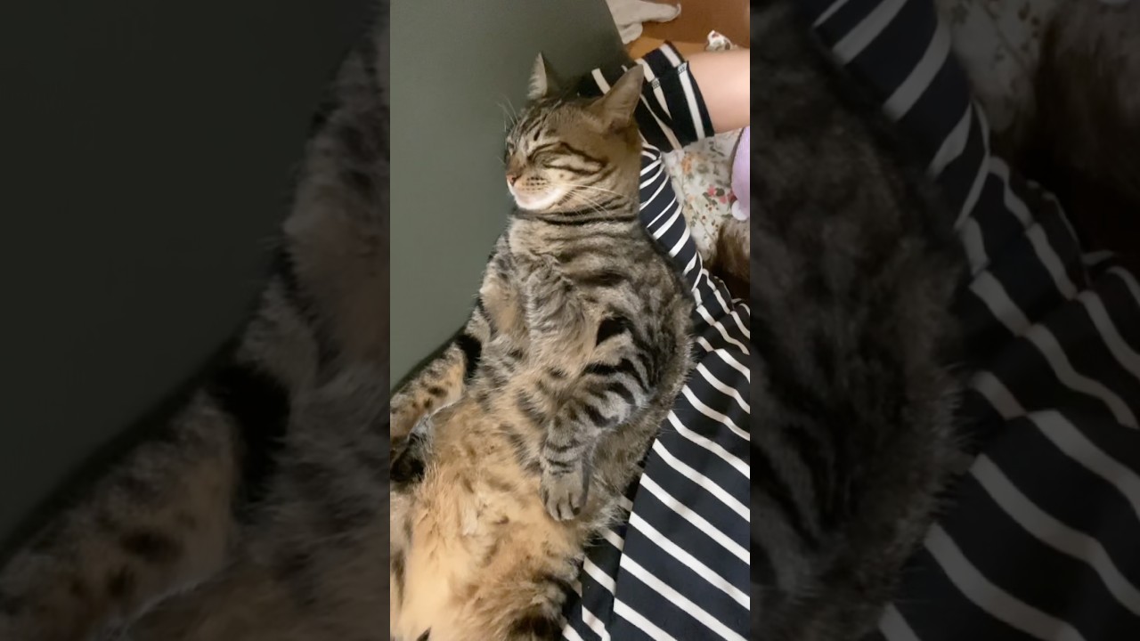飼主の上でスヤスヤ… #猫 #cat #キジトラ #shorts