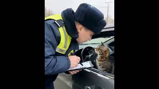 Причина остановки? #cat #видосыоткота #funny #animals #прикольныекоты #веселыекоты
