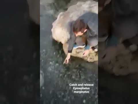 Catch and release