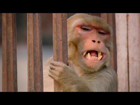 Videó: Pet Scoop: Angliában a Field-ből mentett pecsét, a Monkey újjáélesztette barátját