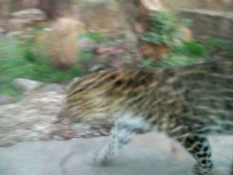 Rare Amur Leopard at zoo