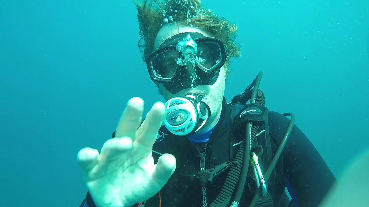 Shark Safari