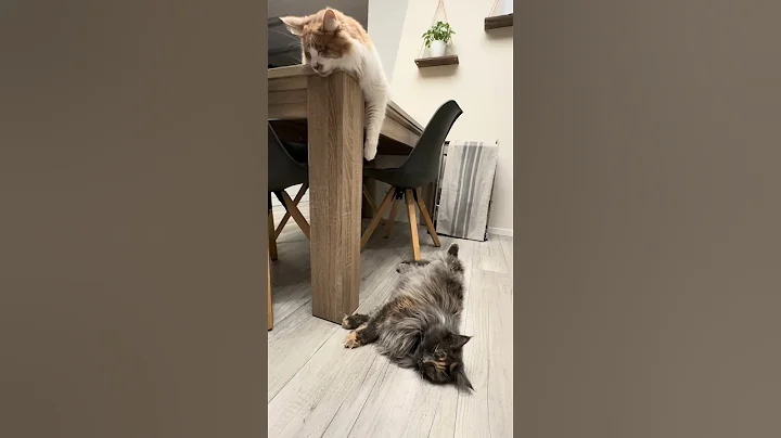 Video 11859171: maine coon cat, mainecoon, furry giant, big cat