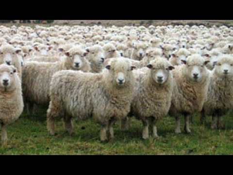 Image result for herds of sheep as armies