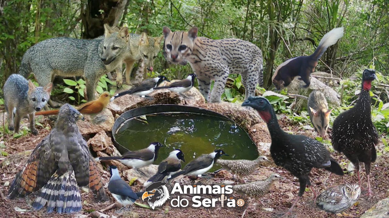 A CÂMERA ESTAVA NO LUGAR E NA HORA CERTO - YouTube