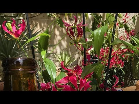 Vidéo: Fleur De Gloriosa 