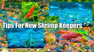 Top Tips For New Shrimp Keepers  Most Important Things To Know For New Shrimp Keepers