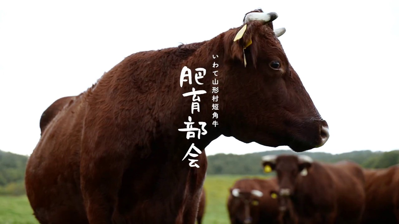 岩手山形村短角牛肥育部会 Ver短角牛 Youtube 岩手山形村短角牛肥育部会 Ver短角牛 Youtube