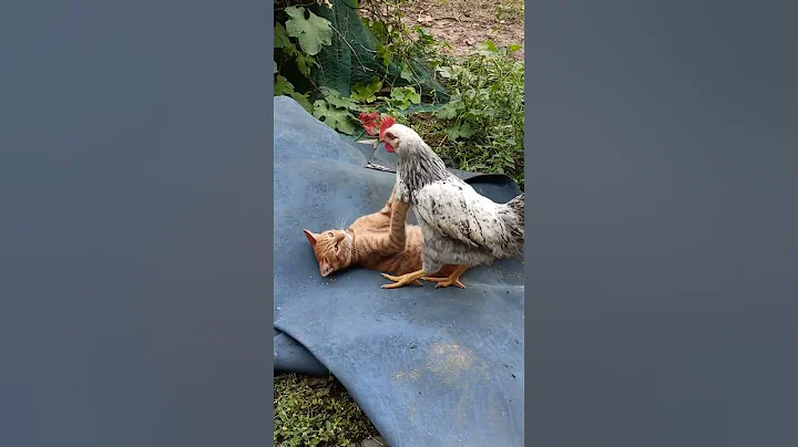 Video 6371301: kitten pets catlover kitty, pet cat kitten kitty, pets kitty catlover funny, cat pets cute kitty, kitty love catlover kitten, cat dog kitty kitten, cat kitten adorablecats, cat kitten pets play, cutest cat dogs pets