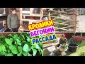 Майский ВЛОГ из сада: КРОЛИКИ, моя РАССАДА, опять ПЕРГОЛА, посадка БЕГОНИЙ. Garden in May. Rabbits.