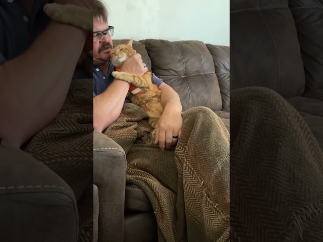 Cat Gags When Owner Kisses It! 🤣🐱