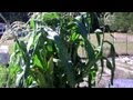 Amazing  Container Corn That Is Beyond Belief! You Won't Believe The Results! Grow It Yourself!